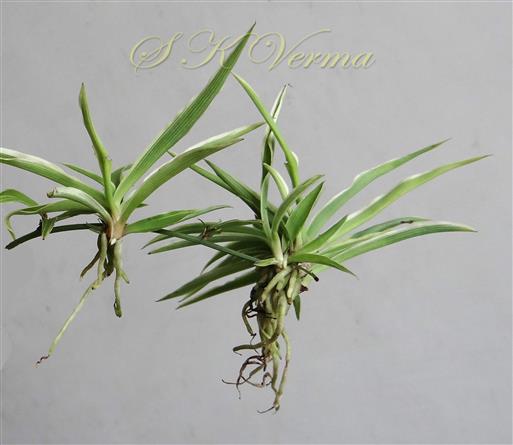  Leafy tufts developing into new plants